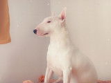 Recherche mâle Bull Terrier pour saillie
