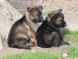 Chiots Bergers Allemands LOF à réserver
