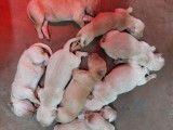 9 chiots Golden Retrievers LOF à réserver