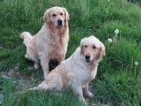 9 chiots Golden Retrievers LOF à réserver