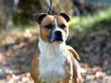 Chien Staffie fauve pan blanc LOF de 6 ans disponible à l'achat