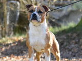 Chien Staffie fauve pan blanc LOF de 6 ans disponible à l'achat