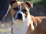 Chien Staffie fauve pan blanc LOF de 6 ans disponible à l'achat