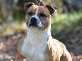 Chien Staffie fauve pan blanc LOF de 6 ans disponible à l'achat