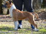 Chien Staffie fauve pan blanc LOF de 6 ans disponible à l'achat