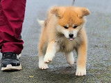 Chiot femelle Akita Inu LOF fauve disponible à la vente