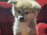 Chiot femelle Akita Inu LOF fauve disponible à la vente