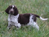 Chiots femelles English Springers Spaniels à vendre