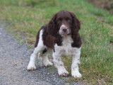 Chiots femelles English Springers Spaniels à vendre