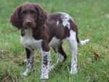 Chiots femelles English Springers Spaniels à vendre