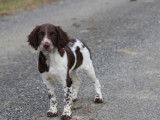 Chiots femelles English Springers Spaniels à vendre