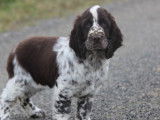 Chiots femelles English Springers Spaniels à vendre