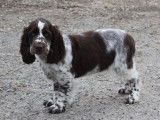 Chiots femelles English Springers Spaniels à vendre