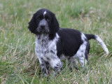 Chiots femelles English Springers Spaniels à vendre
