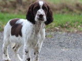Chiots femelles English Springers Spaniels à vendre