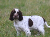 Chiots femelles English Springers Spaniels à vendre
