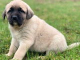 4 chiots Bergers Kangal LOF disponibles