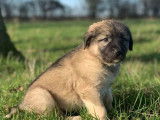 4 chiots Bergers Kangal LOF disponibles