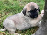 4 chiots Bergers Kangal LOF disponibles