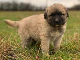 4 chiots Bergers Kangal LOF disponibles