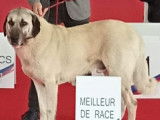 4 chiots Bergers Kangal LOF disponibles