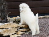 2 chiots Samoyèdes LOF à réserver