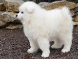 2 chiots Samoyèdes LOF à réserver