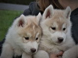 Des chiots Huskies Sibériens LOF à réserver