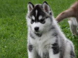Des chiots Huskies Sibériens LOF à réserver