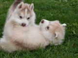 Des chiots Huskies Sibériens LOF à réserver