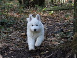 À réserver : chiots Bergers Blancs Suisses LOF