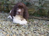 4 chiots English Springer Spaniel LOF disponibles