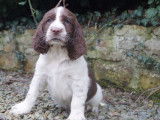 4 chiots English Springer Spaniel LOF disponibles