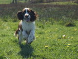 4 chiots English Springer Spaniel LOF disponibles