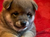 5 chiots Shiba Inu LOF disponibles &agrave; la vente