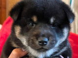 5 chiots Shiba Inu LOF disponibles &agrave; la vente