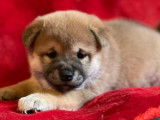 5 chiots Shiba Inu LOF disponibles &agrave; la vente