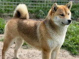 5 chiots Shiba Inu LOF disponibles &agrave; la vente