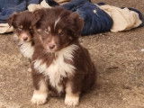2 chiots Bergers Américains Miniatures tricolores LOF disponibles