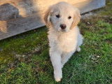 Des chiots Golden Retrievers à vendre (LOF)