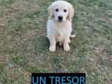 Des chiots Golden Retrievers à vendre (LOF)