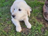 Des chiots Golden Retrievers à vendre (LOF)