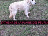 Des chiots Golden Retrievers à vendre (LOF)