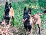 Des chiots Bergers Belges Malinois LOF fauves &agrave; r&eacute;server