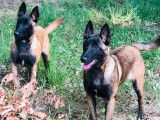 Des chiots Bergers Belges Malinois LOF fauves &agrave; r&eacute;server