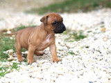 5 chiots Staffies fauves à la réservation (LOF)