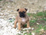 5 chiots Staffies fauves à la réservation (LOF)