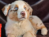 Des chiots Bergers Australiens tricolores LOF à la vente