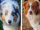 Des chiots Bergers Australiens tricolores LOF à la vente