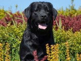 2 chiots Labrador Retrievers sable à la vente (LOF)